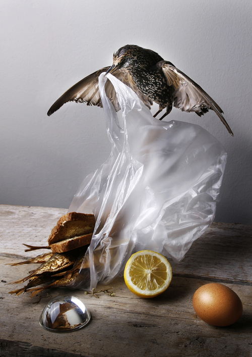 We Are Food exhibition Jan Cunen Museum OssLouise te Poele, City Bird, 2012