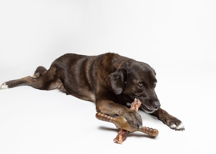 Benebone Pawplexer