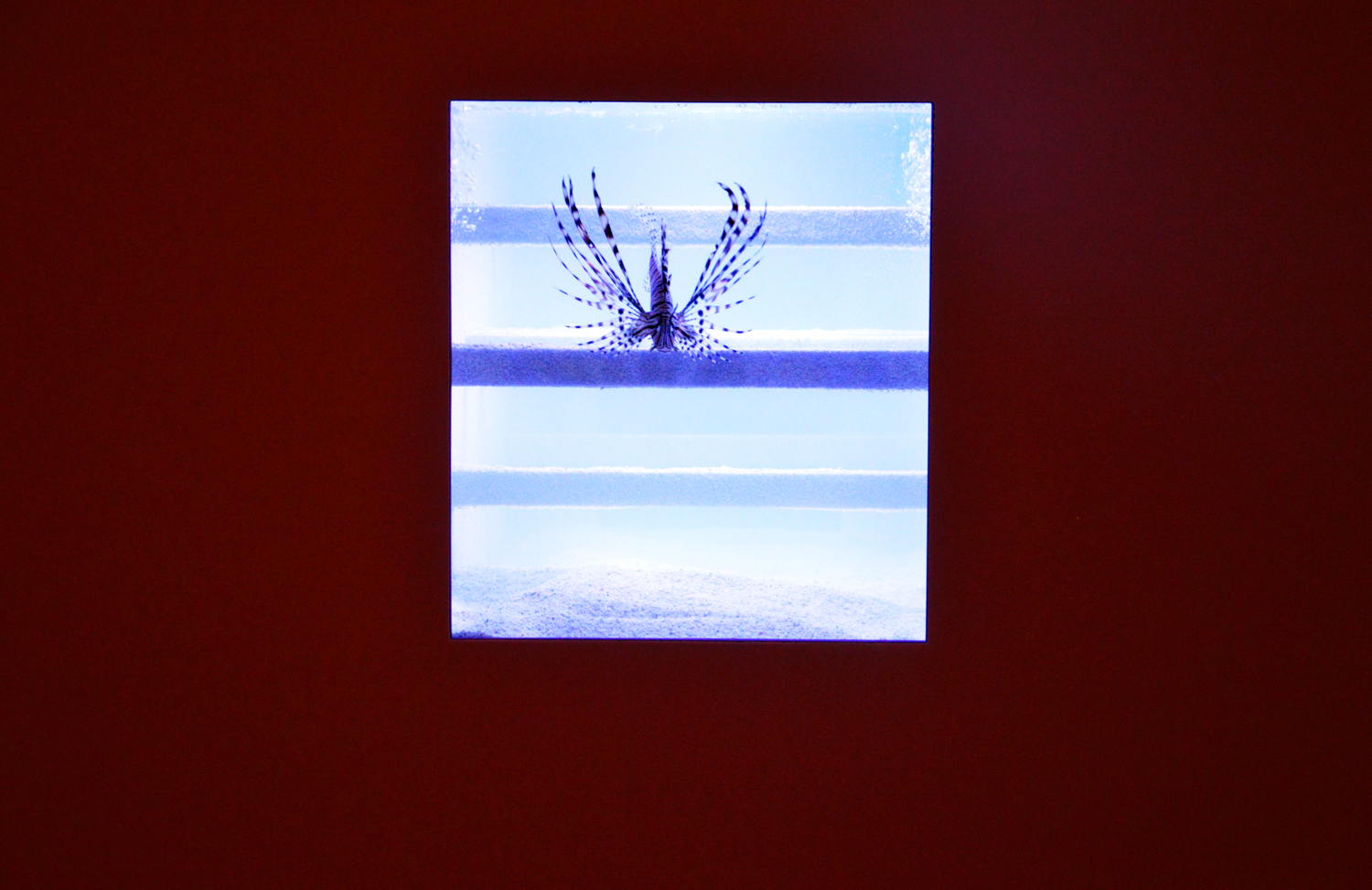 Aquarium (Genf), 2011/2014, © photo: M - Museum Leuven  

