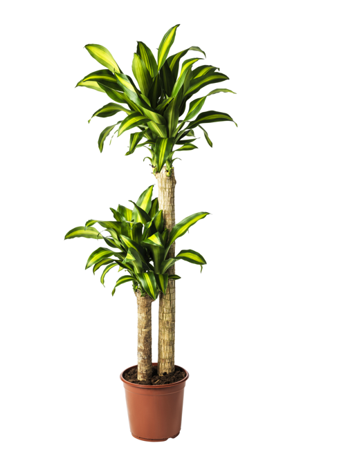 IKEA_VINTERFINT 2023_DRACAENA MASSANGEANA potted plant_€29,99_PE708232