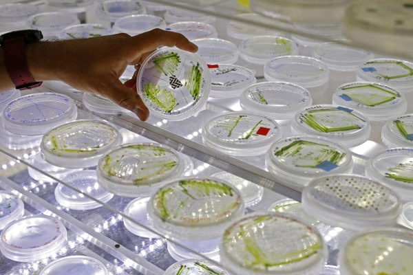 Belgian scientists explore algae to tackle fatty liver disease