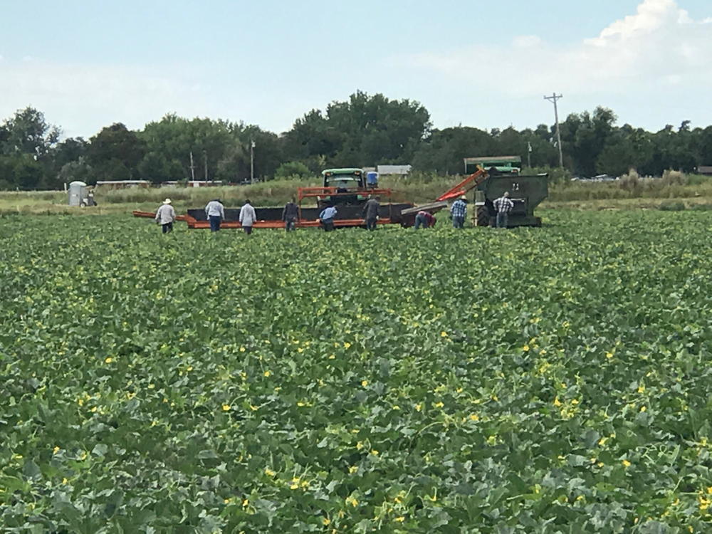 Harvesting crews in the fields for the start of the 2017 Rocky Ford Cantaloupe season