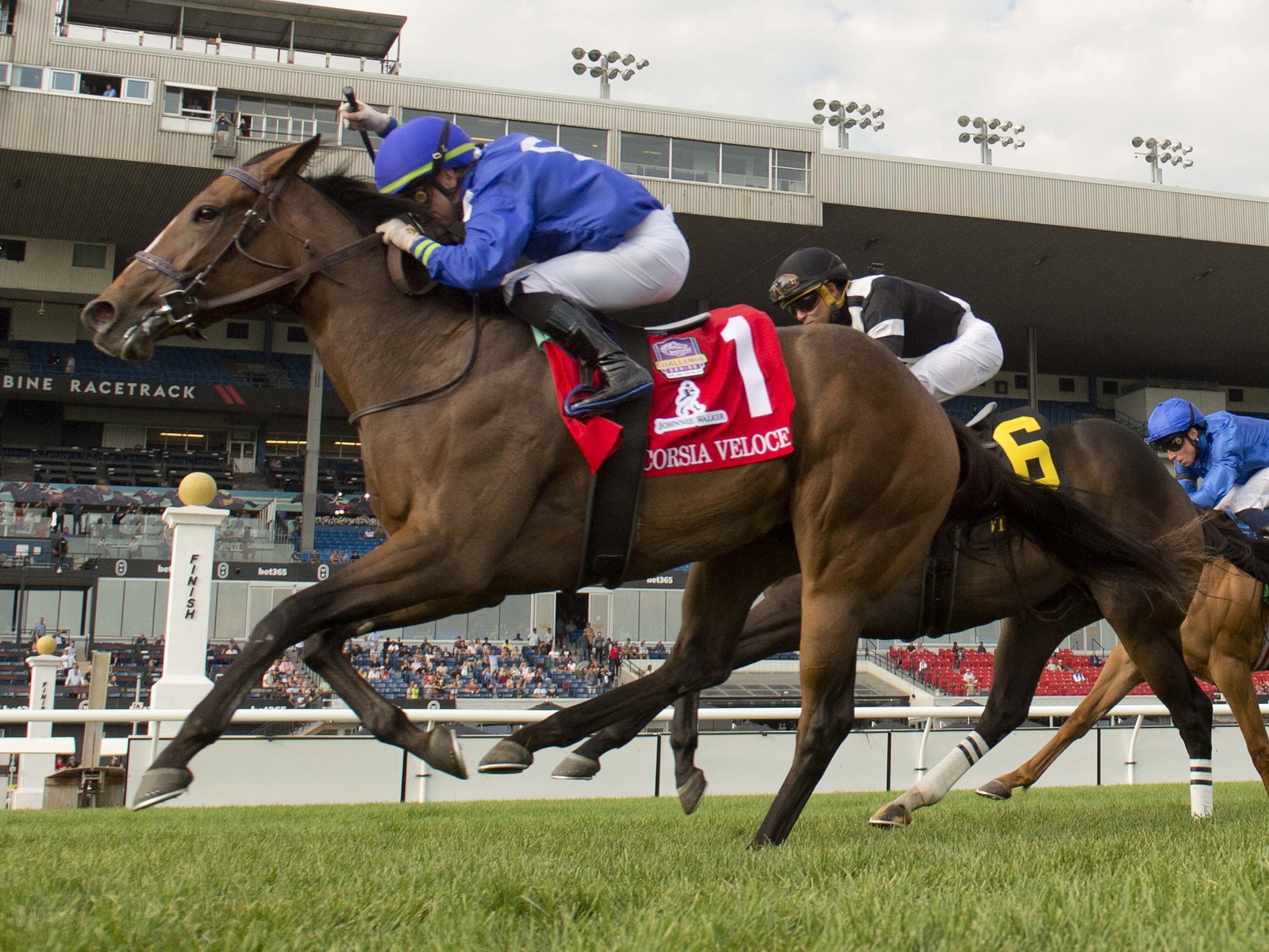 Corsia Veloce takes fast lane to Grade 1 Johnnie Walker Natalma Stakes glory