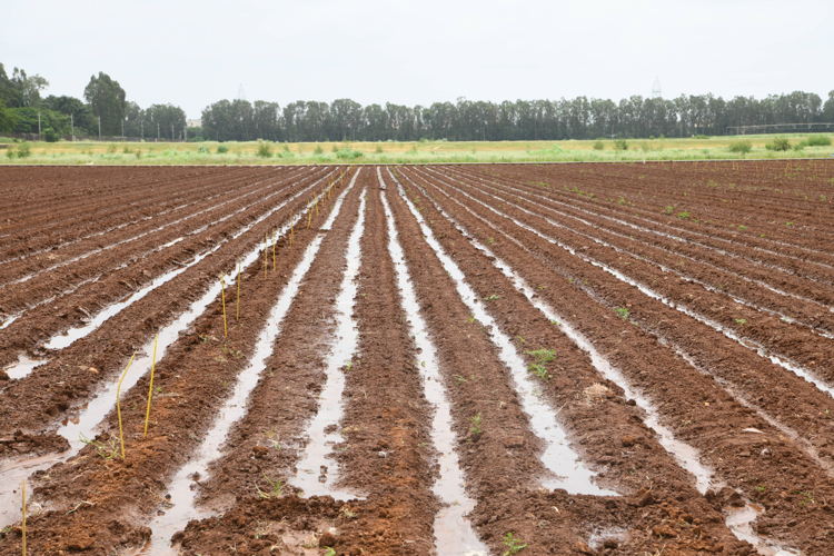 Drip irrigation system in a plowed field.
