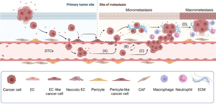 The perivascular niche as a driver of metastasis - cancer cells leave the primary tumor and enter circulation. (From Nowasad et al. Trends in Cancer, 2023)