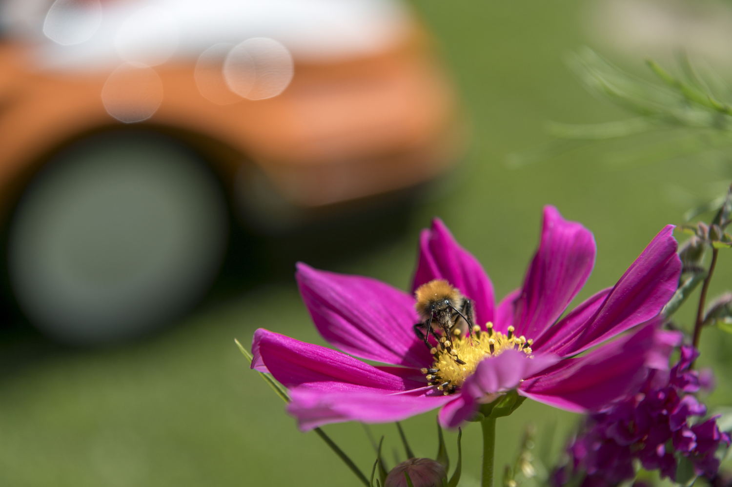 Une abondance de fleurs est bénéfique pour les abeilles, les papillons et de nombreux autres insectes.