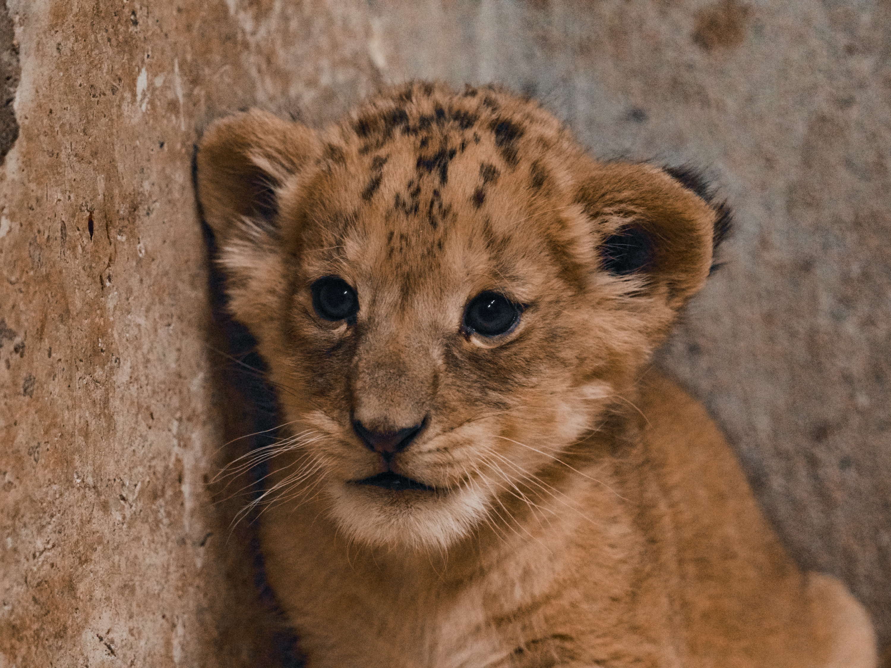 Geboorte van een leeuwenwelp in Pairi Daiza 