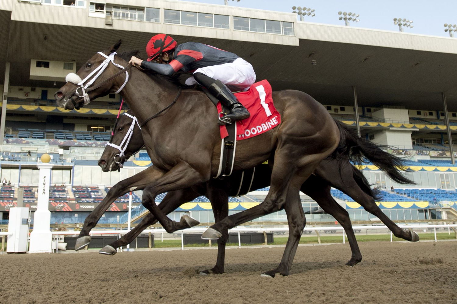A Touch of Red and jockey Slade Jones winning the South Ocean Stakes on October 14, 2022 (Michael Burns Photo)