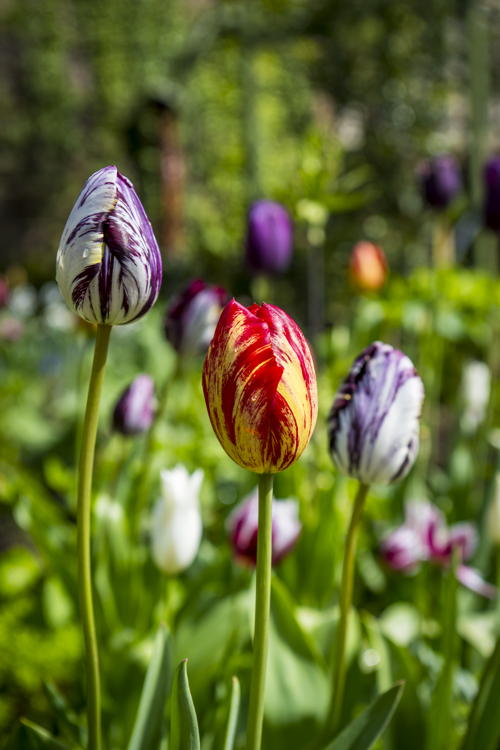 Tulpen in Rubens' tuin, foto Frederik Beyens