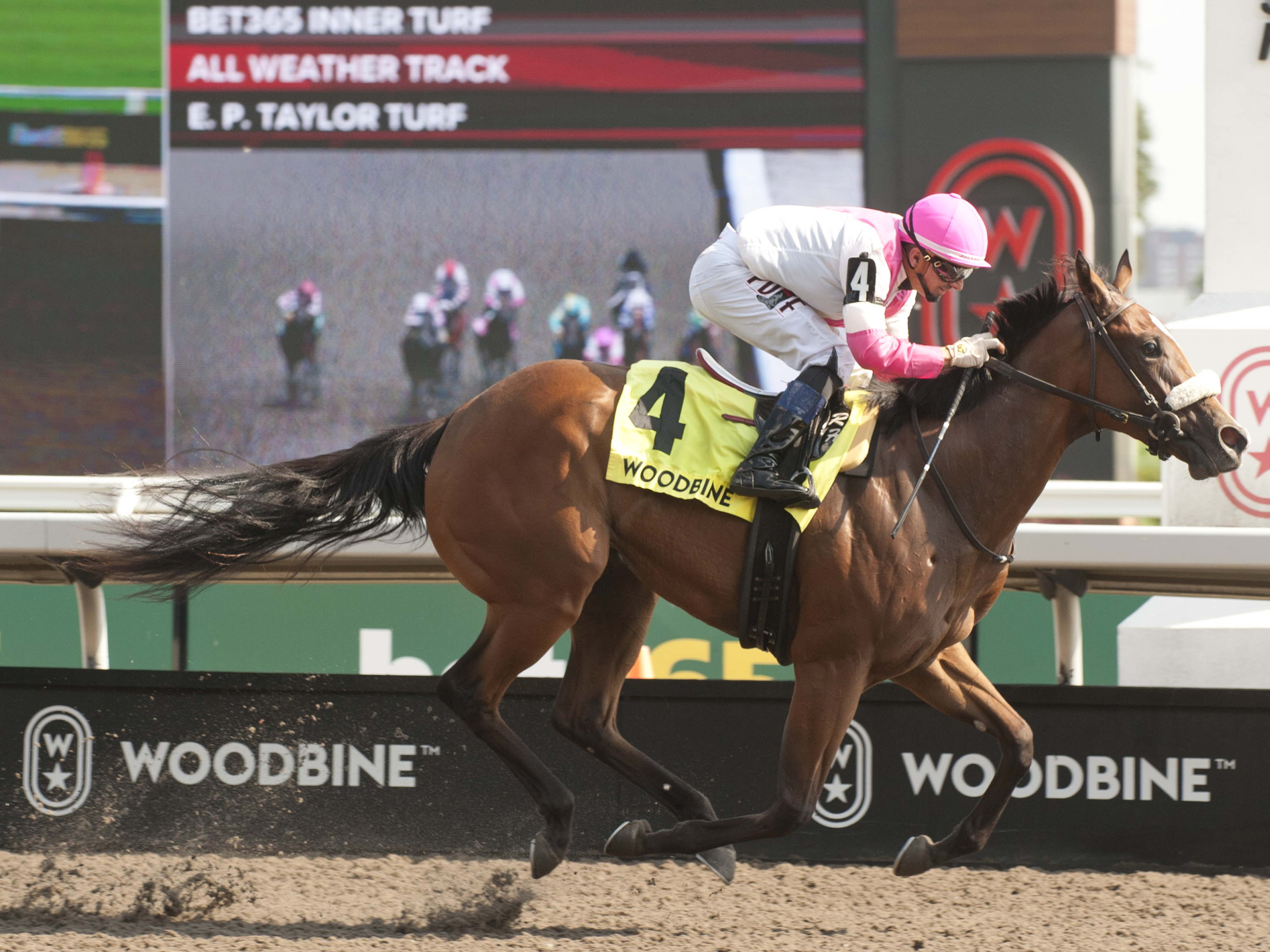 Border Czar finishes strong in My Dear