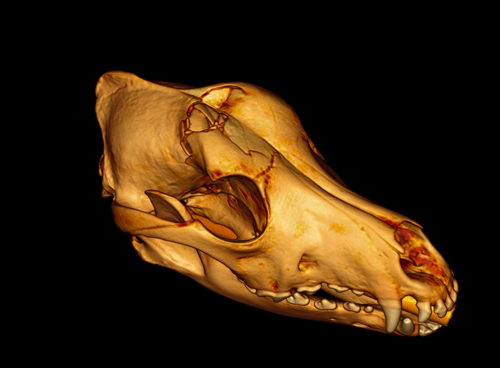 3D scan met CT-scanner