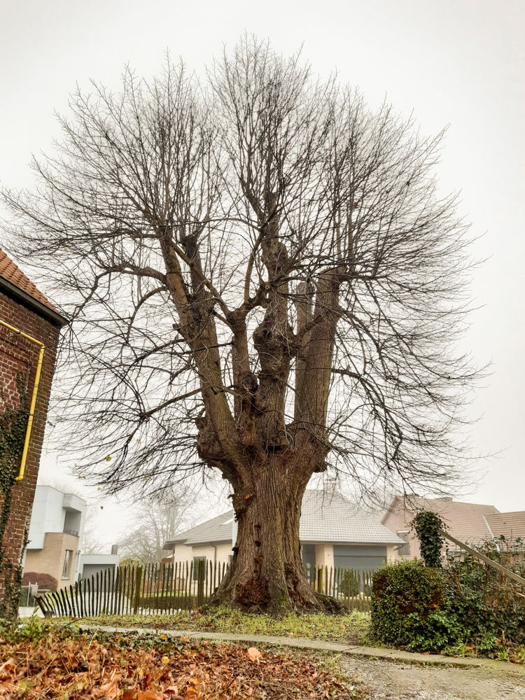 Zevensacramentsboom Zottegem