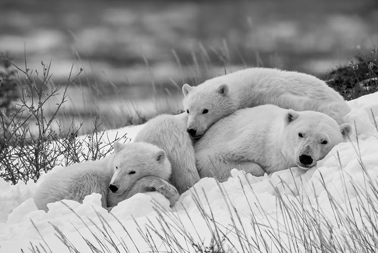 © Kevin Shi, United States, Finalist, Professional competition, Wildlife & Nature, Sony World Photography Awards 2025 - 7