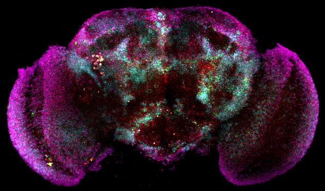 mRNA expression in the fly brain