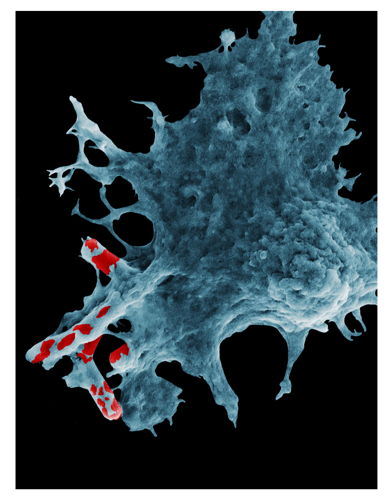 An immune cell (grey) expelling the stomach bug (red) to destroy it.​ Credit: ANU