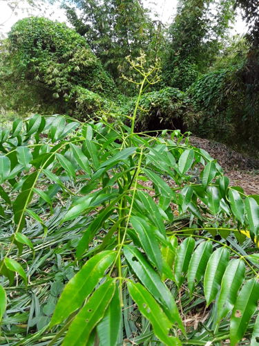 Tree planted two years ago.