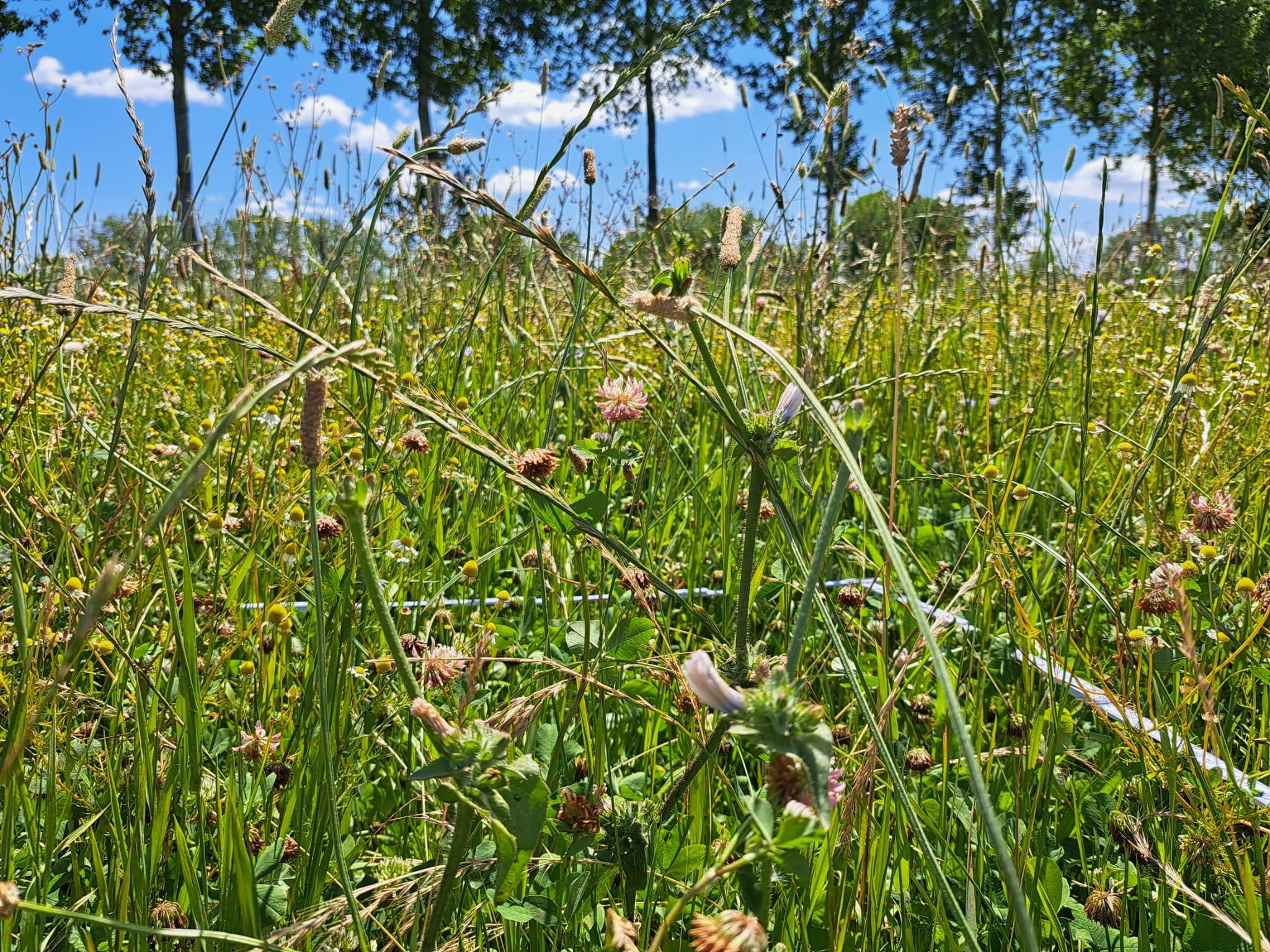 Vlaamse melkveehouders gezocht voor bevraging over productief kruidenrijk grasland