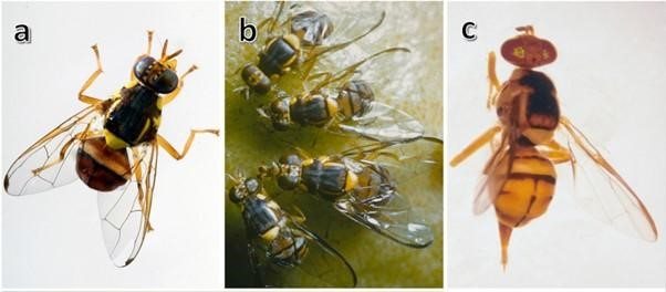L'AFSCA trouve un insecte nuisible – la mouche orientale des fruits – sur un marché à Molenbeek-Saint-Jean 