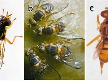 L'AFSCA trouve un insecte nuisible – la mouche orientale des fruits – sur un marché à Molenbeek-Saint-Jean 
