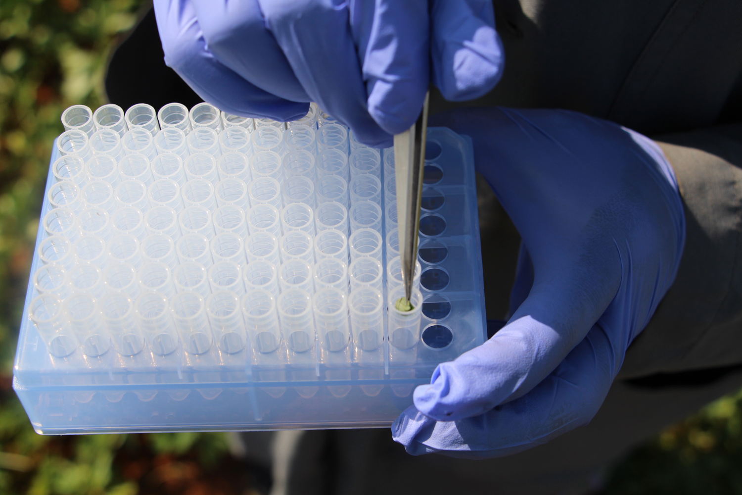 Breeding innovations helped scientists in developing new high oleic lines in a fast and cost-effective manner.