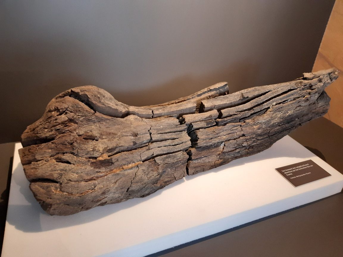 Stuk subgefossiliseerd eikenhout van het Verdronken Bos van Ename van ca. 7000 jaar oud