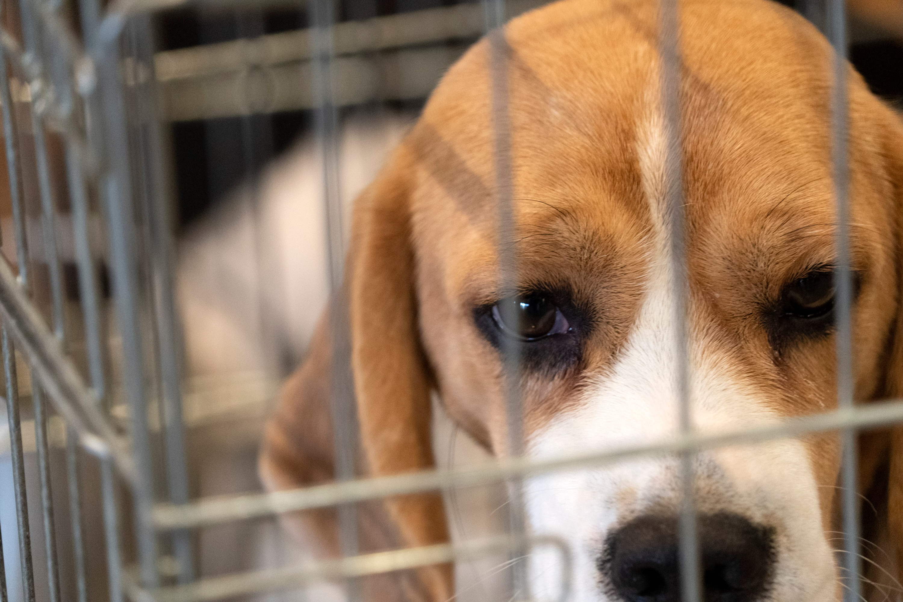 Wereldproefdierendag: GAIA roept regio’s op tot versnelling transitie naar proefdiervrij wetenschappelijk onderzoek