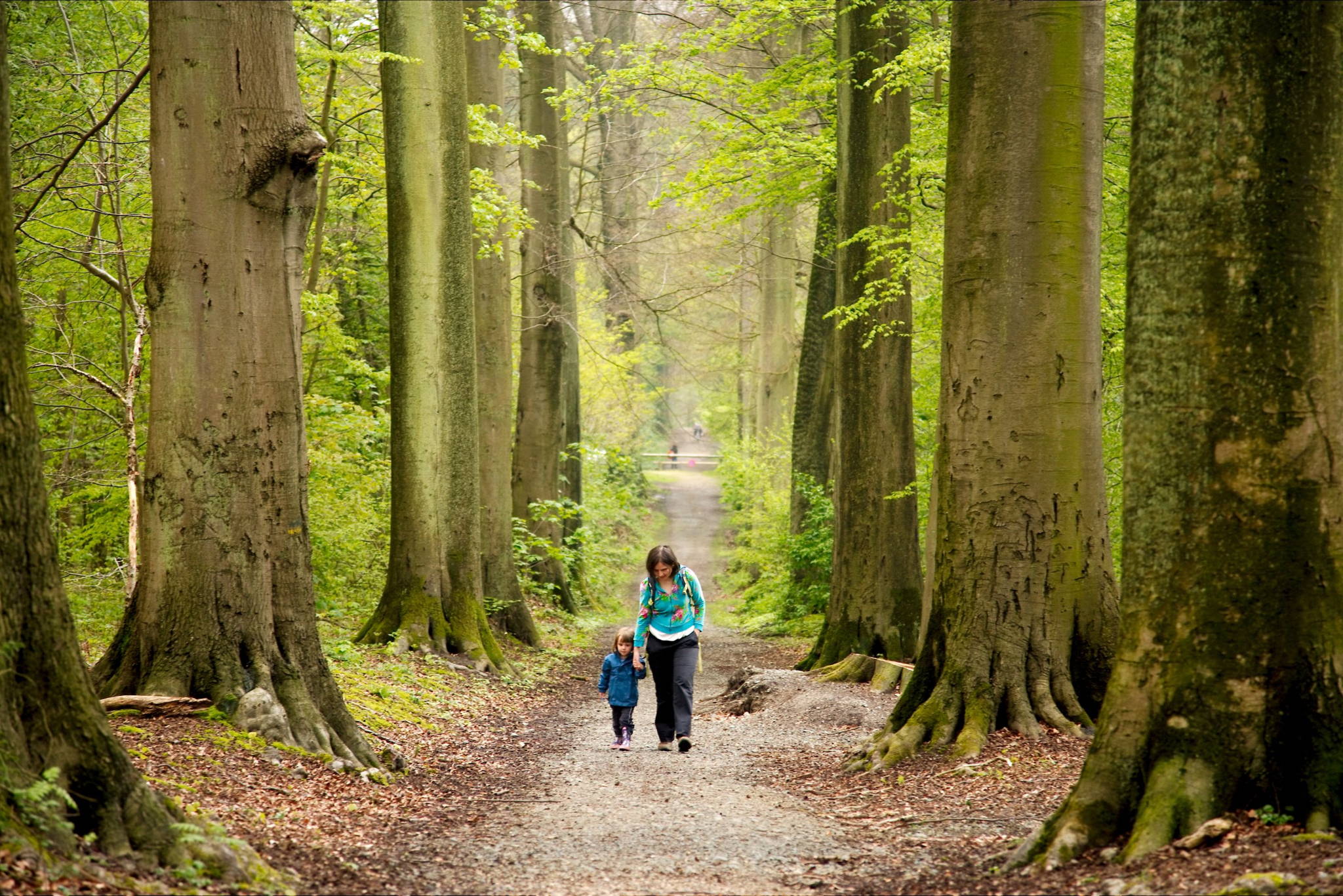 Exploring Flanders’ national parks: Bosland & Brabantse Wouden