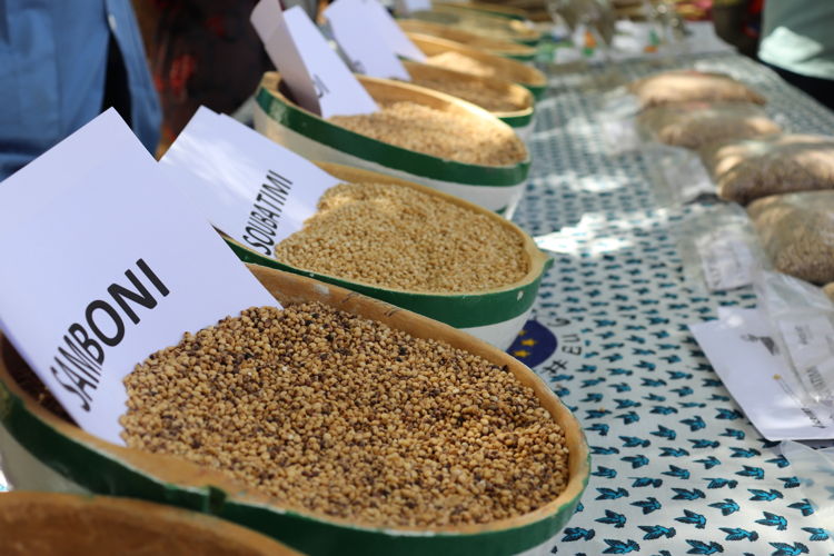 Exibition of millet, sorghum, groundut varieties