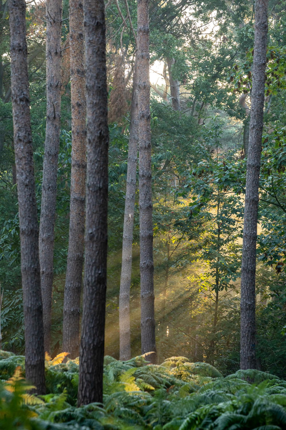 Bosmanshoeckbos 