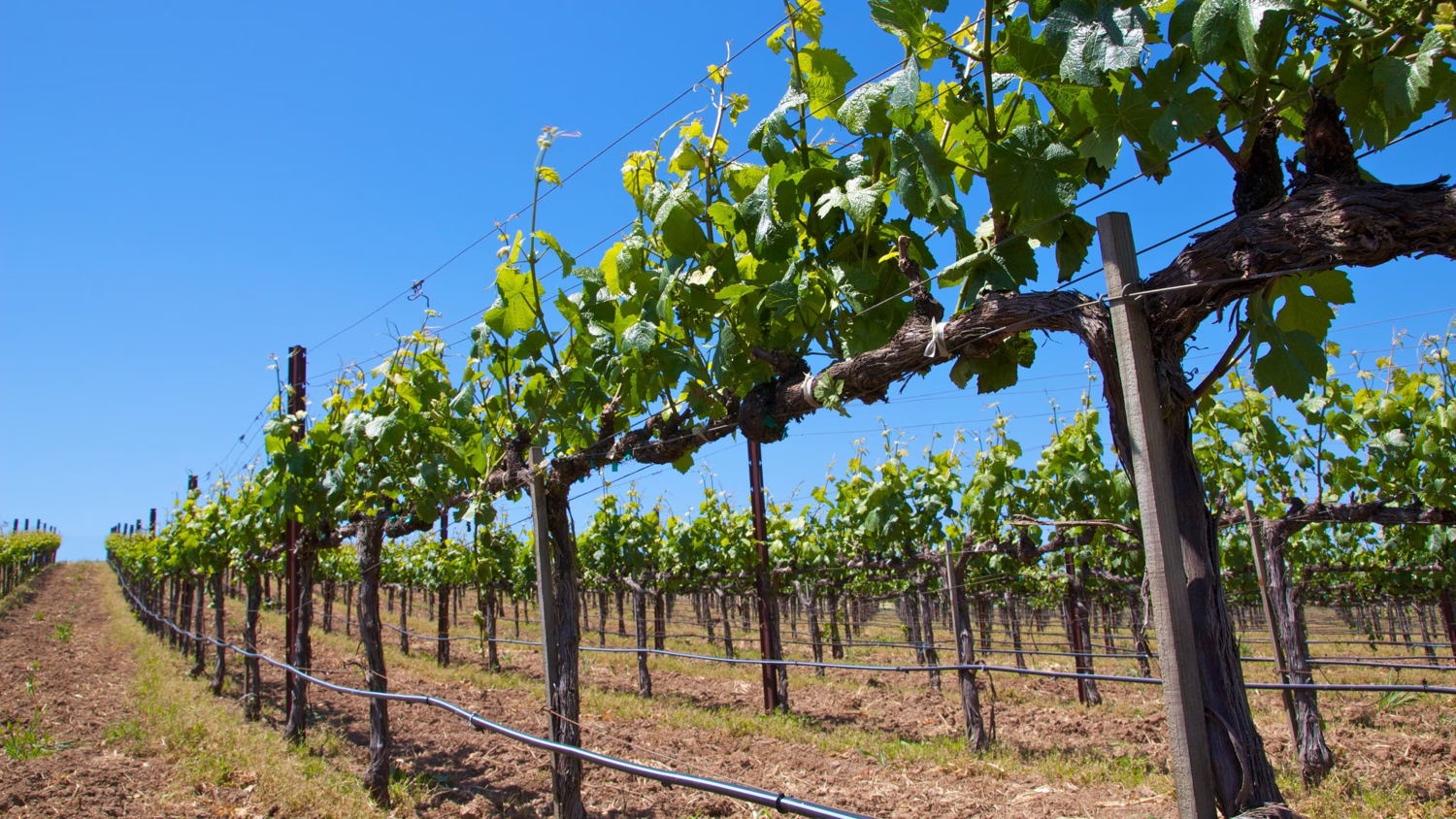 Napa Valley, CA