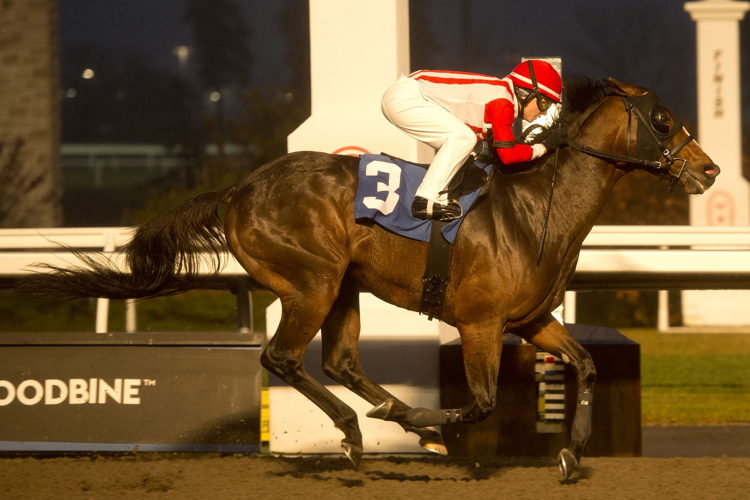 Sophia Vives and Coltons Dream winning on the Woodbine Tapeta on November 11, 2022 (Michael Burns Photo)