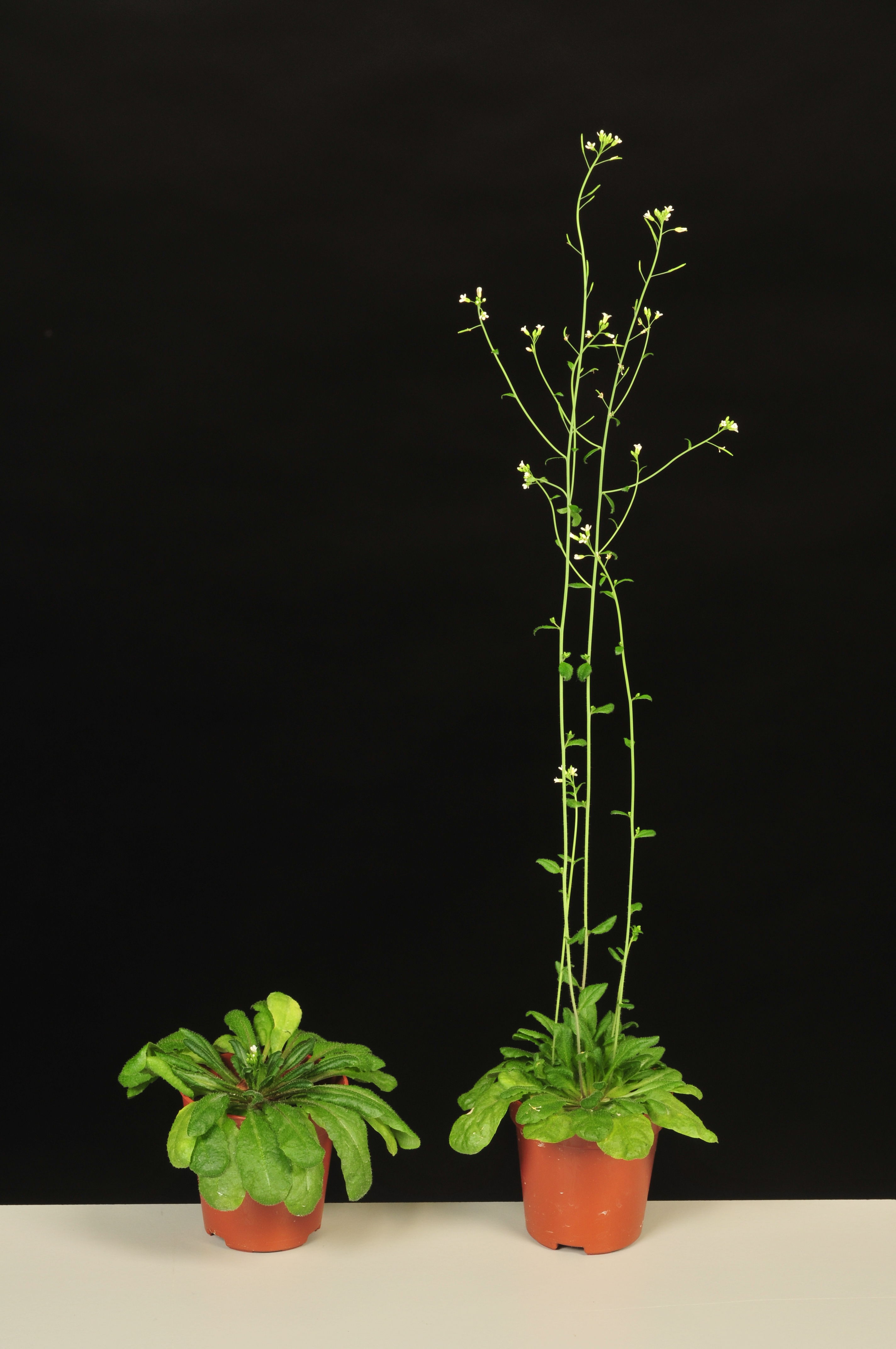 Left a WT variant, and right a cpl3 mutant of an Arabidopsis plant