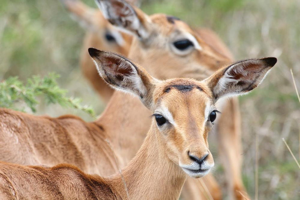 An alert impala ewe in the Hluhluwe-Umfolozi Park in northern KwaZulu-Natal. AKG2475967 © akg-images / african.pictures / Giordano Stolley