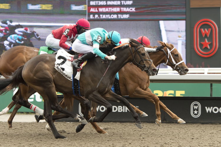 Brindi (IRE) and jockey Sofia Vives winning the Ruling Angel Stakes on May 17, 2025 at Woodbine (Michael Burns Photo)