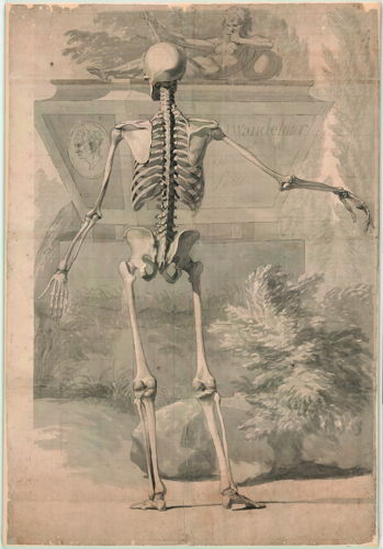 Jan Wandelaar, Preparatory drawing of a skeleton for Albinus, Tabulae sceleti et musculorum [Cat. 34], black chalk and grey wash, on paper, 1726 © University Library, Leyden, inv. BPL 1914 III.