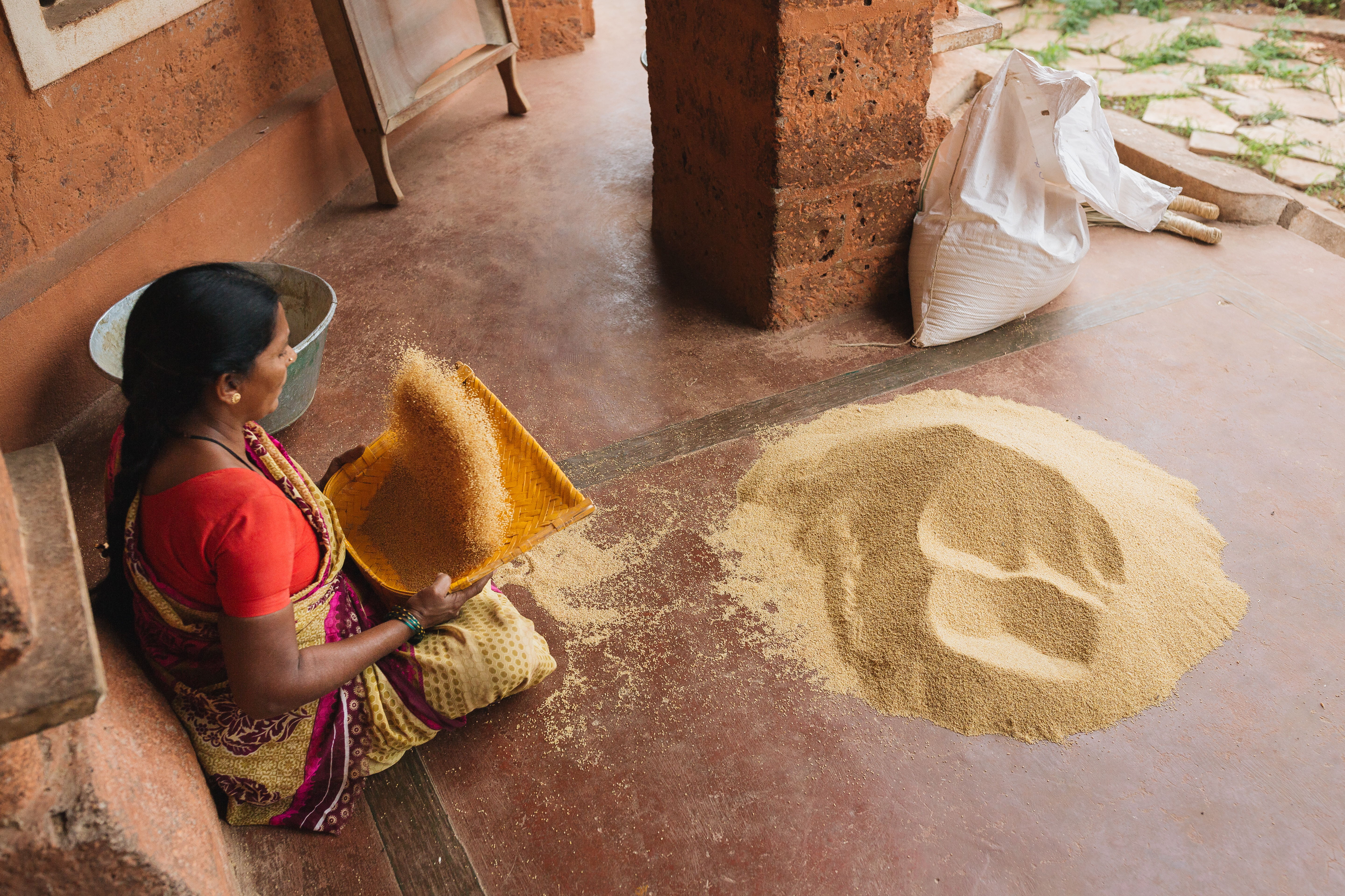 Rural farmer sifts millet grains.