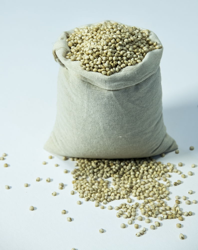 Pearl millet seeds