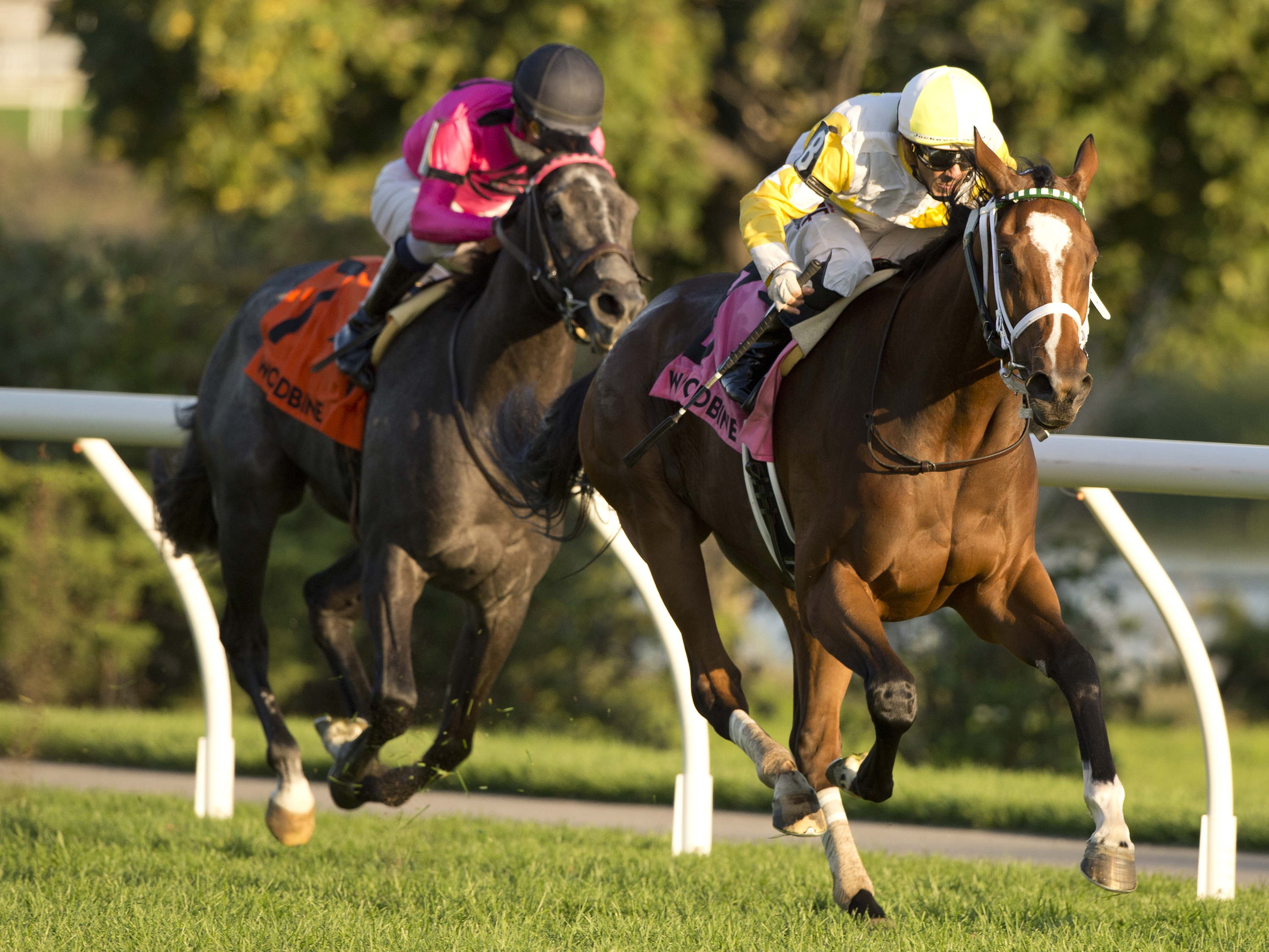 Fleet-footed filly Dixie Law delivers in Cup & Saucer Stakes