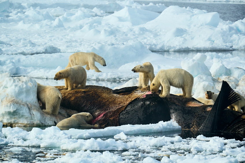 © Estebane Rezkallah, France, Winner, Open Competition, Natural World & Wildlife, Sony World Photography Awards 2025