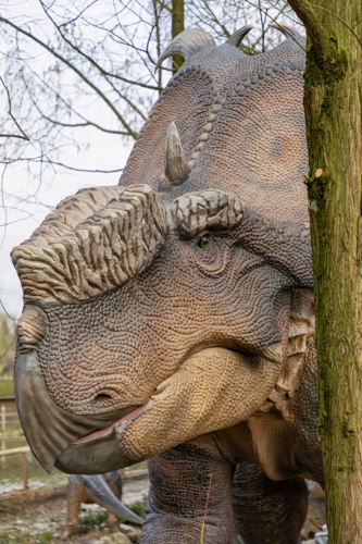 Pachyrhinosaurus 
