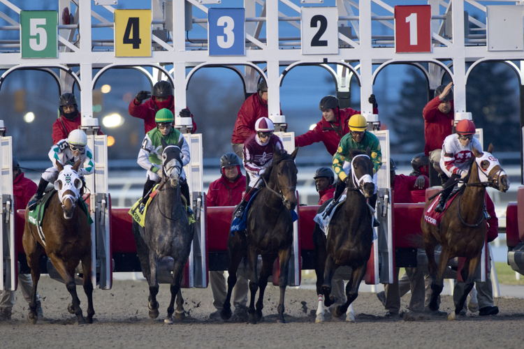 The field at the start of the La Prevoyante Stakes on December 9, 2023 at Woodbine (Michael Burns Photo)