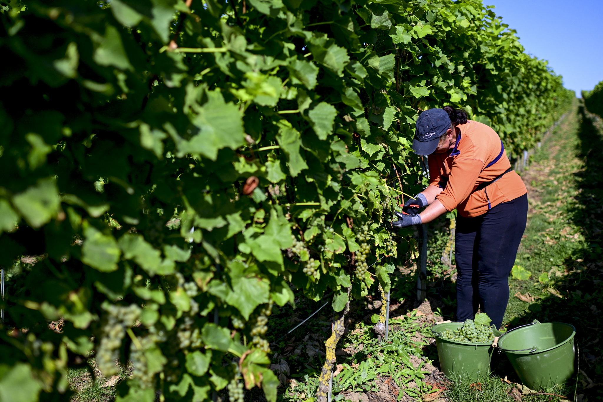 Belgian wine breaks records as production surges