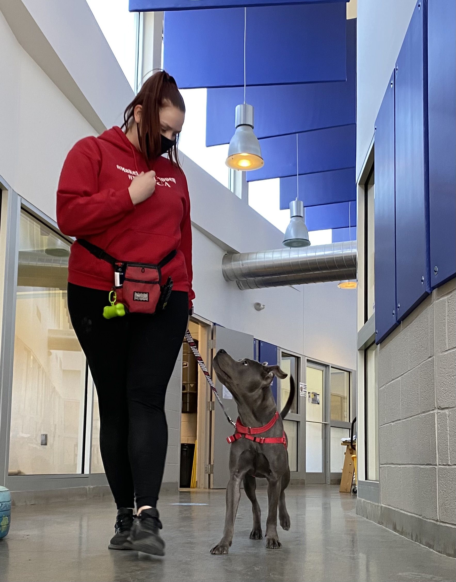 Meloccaro says the change was instantaneous. “Suddenly our biggest, most anxious dogs were walking calmly down the hall without fear,” she said. “The difference was absolutely incredible.”