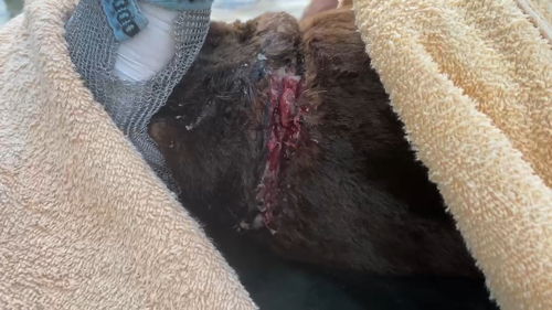 Lobo marino rescatado en el Partido de la Costa con una herida cortante en su cuello, producida por un zuncho plástico