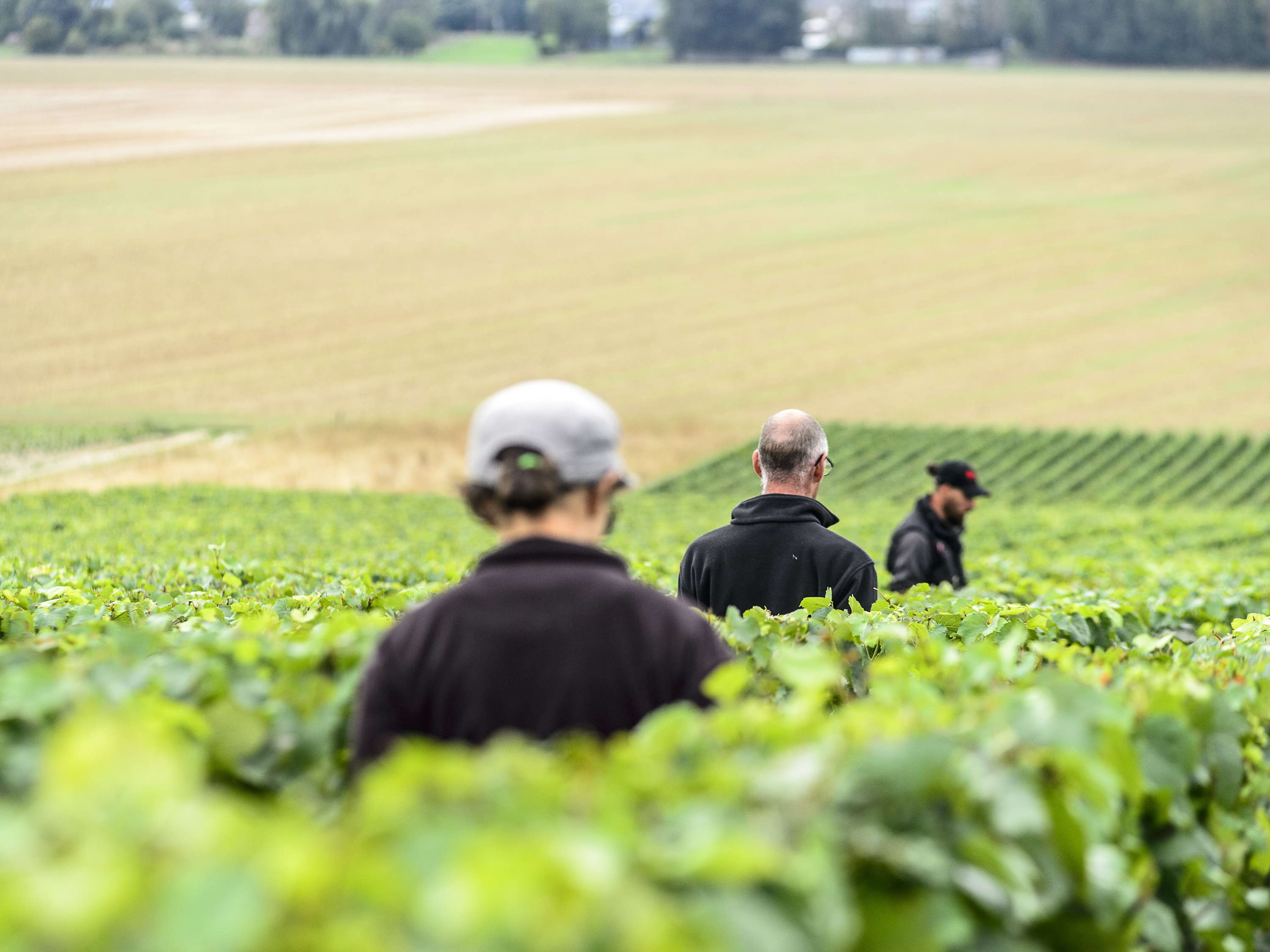 Belgian winegrowers expect record harvest thanks to warmer climate
