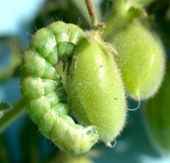 Pod Borer