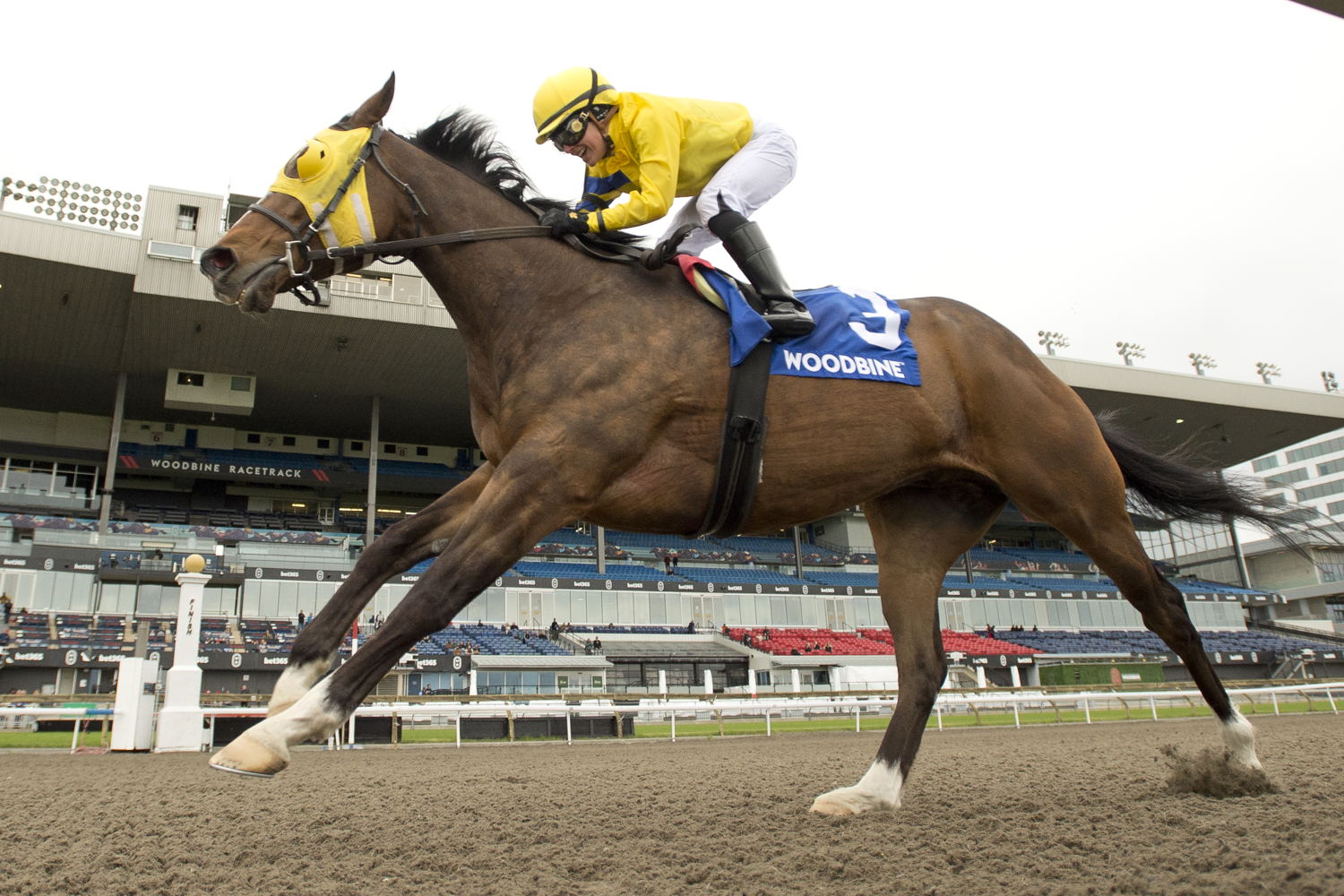 Patches O'Houlihan and jockey Sofia Vives winning the Thorncliffe Stakes on May 4, 2025 at Woodbine (Michael Burns Photo)