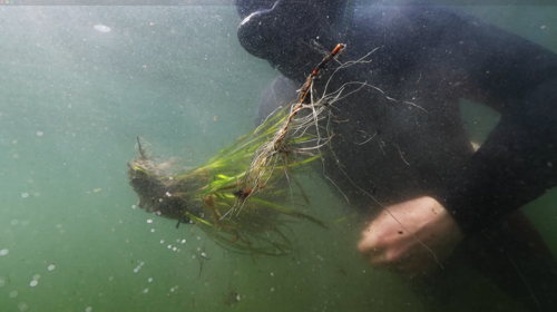 projets de restauration des herbiers marins