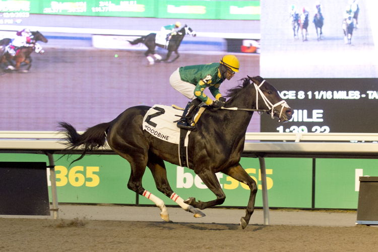 Fashionably Fab and jockey Patrick Husbands winning the La Prevoyante Stakes on December 9, 2023 (Michael Burns Photo)