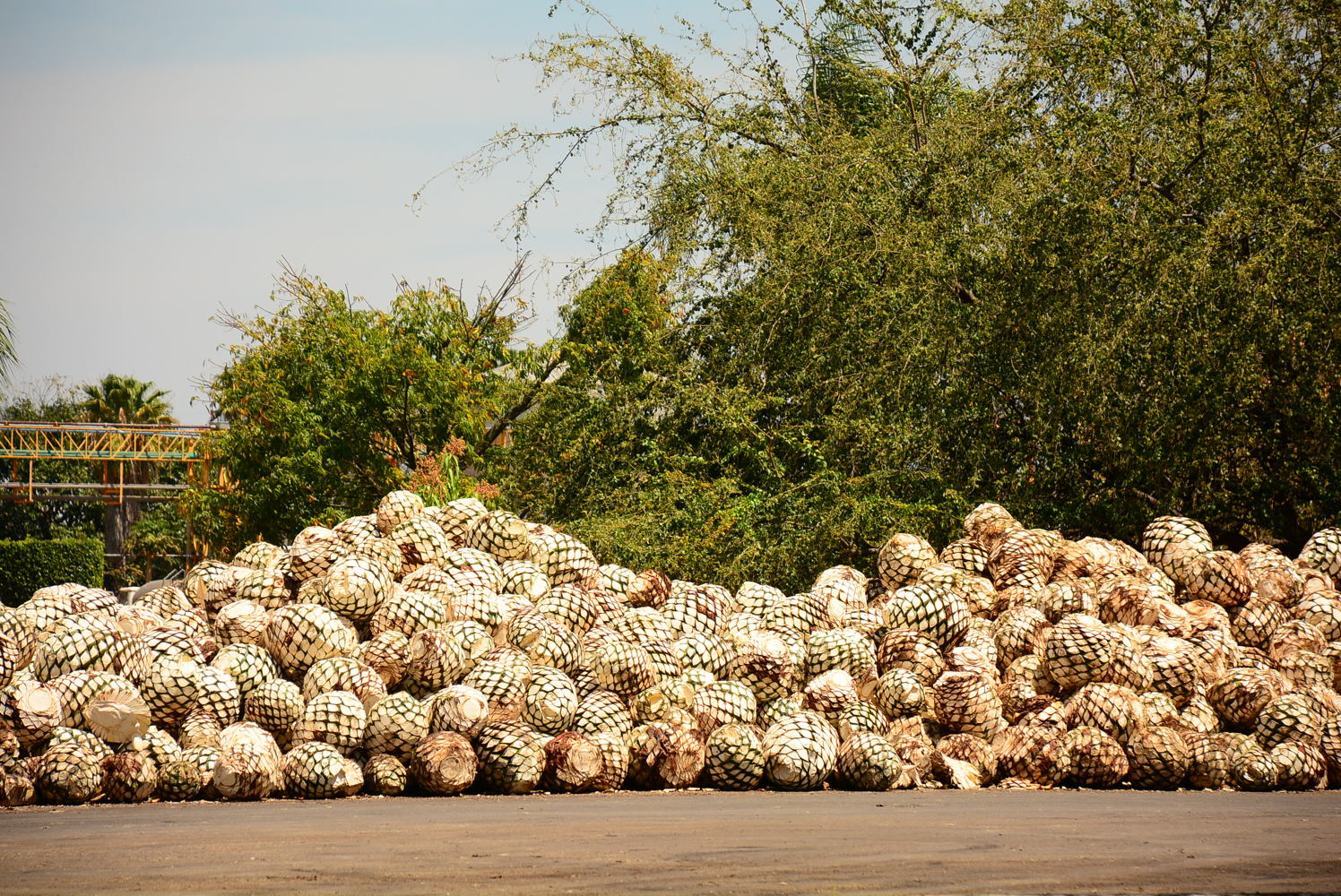 Piñas